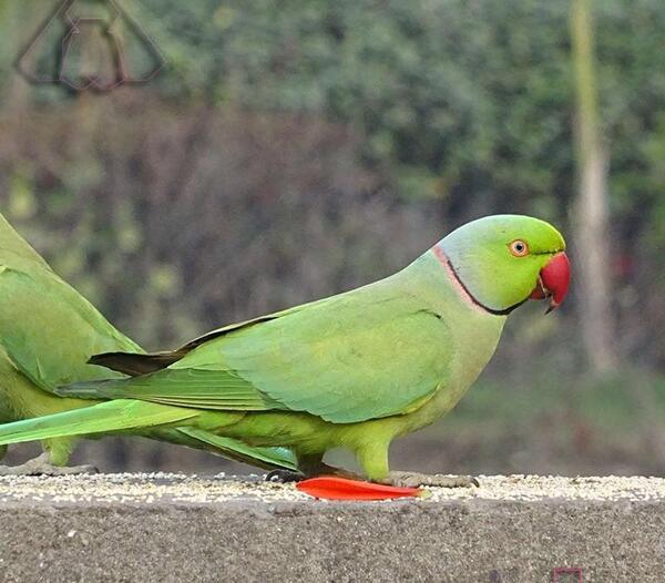 عکس جوجه طوطی ملنگو سبز
