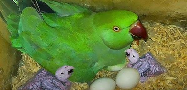 عکس جوجه طوطی ملنگو سبز