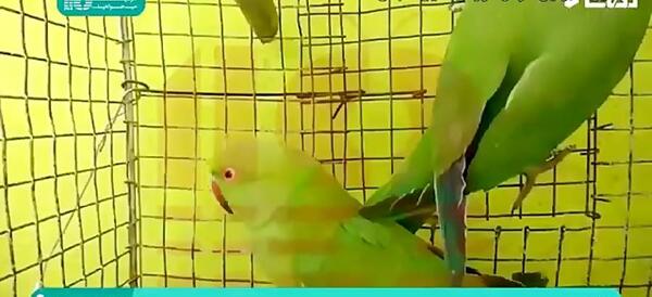 عکس جوجه طوطی ملنگو سبز