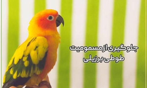 عکس طوطی برزیلی زرد و نارنجی