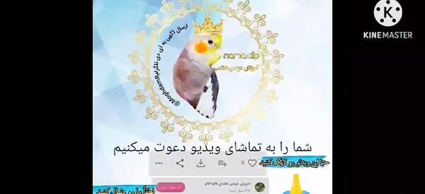 عکس پروفایل طوطی برزیلی