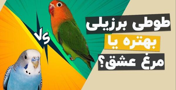 عکس پرنده طوطی برزیلی