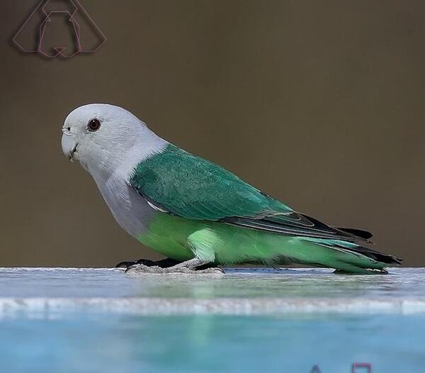 عکس پرنده طوطی کوتوله