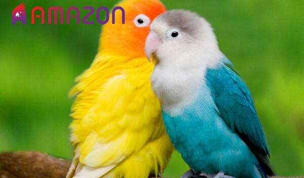 عکس پرنده طوطی کوتوله