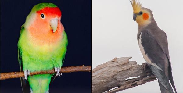 عکس پرنده طوطی کوتوله