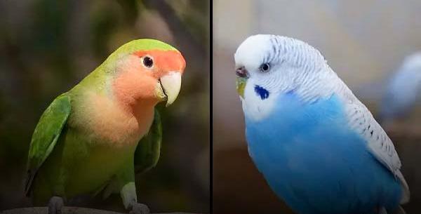 عکس پرنده طوطی کوتوله