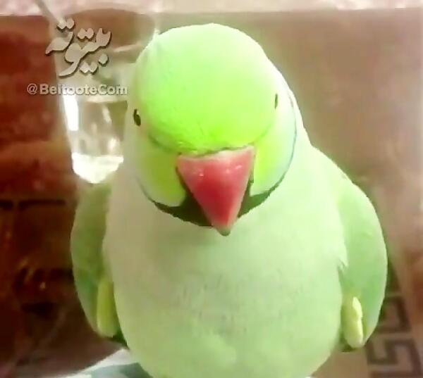 عکس پرنده طوطی سخنگو