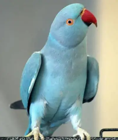 عکس پرنده طوطی ملنگو