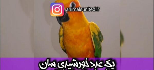 عکس طوطی پاراکیت خورشیدی