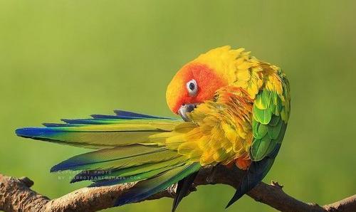 عکس طوطی پاراکیت خورشیدی