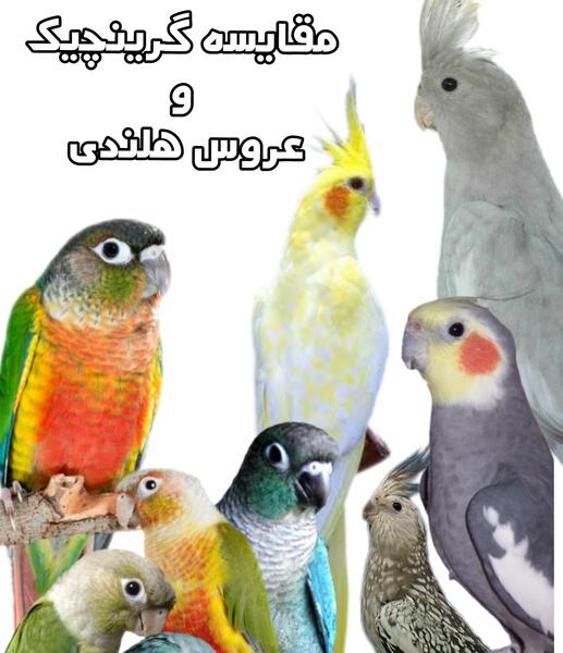 عکس طوطی پاراکیت خورشیدی