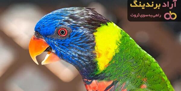 عکس طوطی پاراکیت خورشیدی