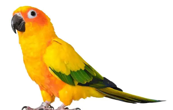 عکس طوطی پاراکیت خورشیدی