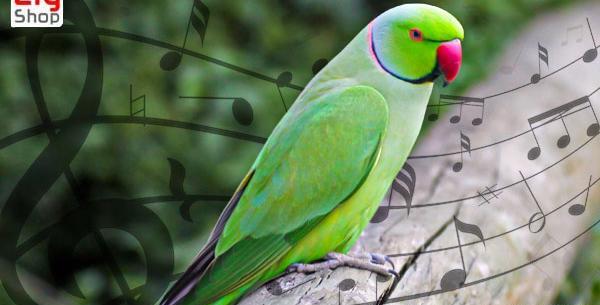 عکس پرنده طوطی سبز