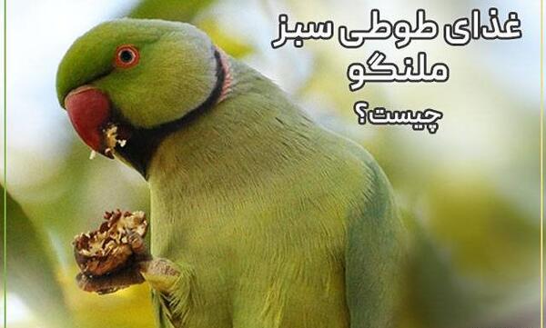 عکس پرنده طوطی سبز