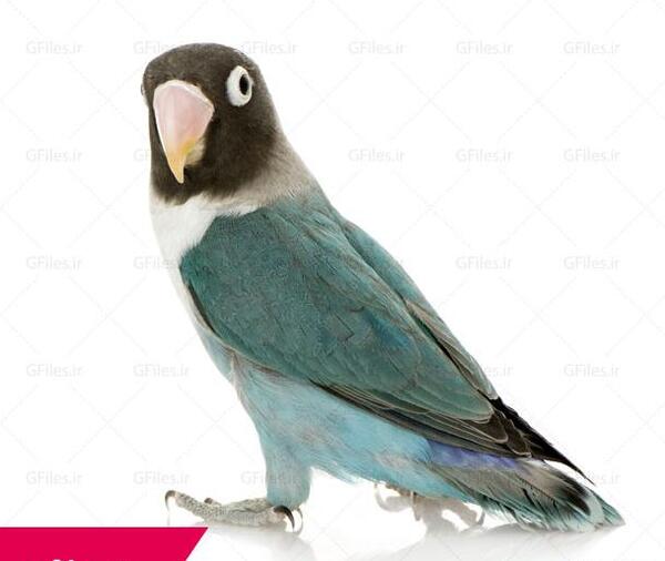 عکس پرنده طوطی سبز