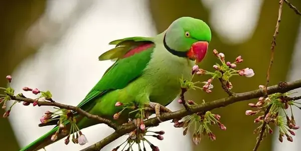 عکس پرنده طوطی سبز