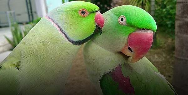 عکس پرنده طوطی سبز