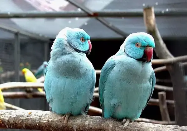 عکس پرنده طوطی سبز