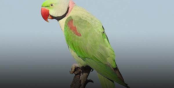 عکس پرنده طوطی سبز