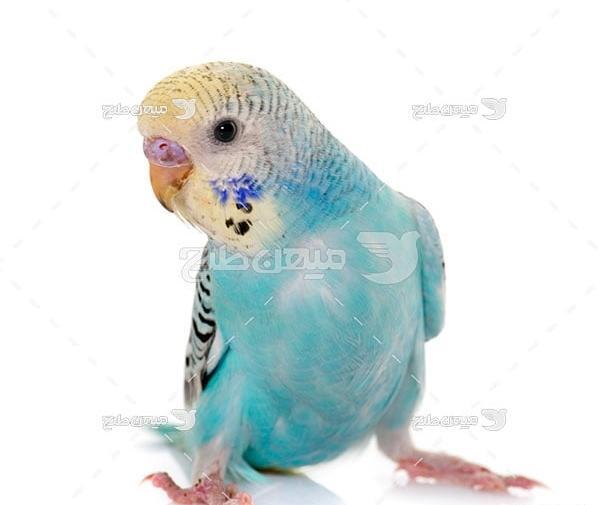 عکس پرنده طوطی آبی