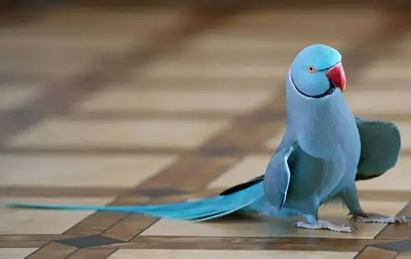 عکس پرنده طوطی آبی