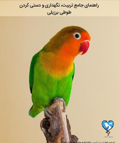 عکس از طوطی کوتوله برزیلی
