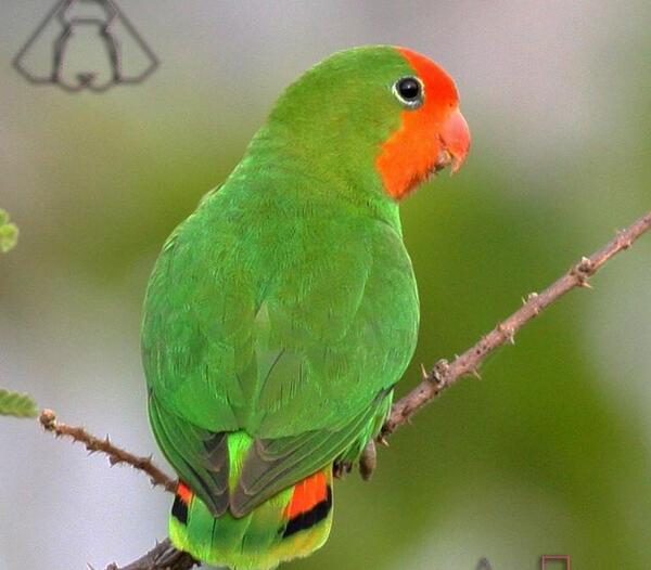 عکس از طوطی کوتوله برزیلی