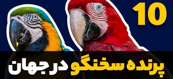 عکس بزرگترین طوطی جهان