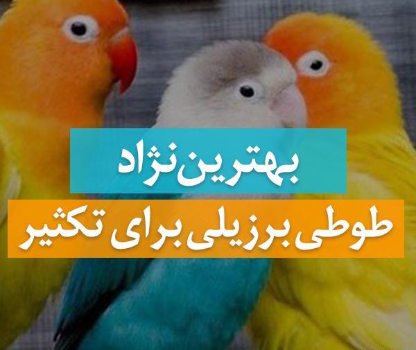 عکس طوطی برزیلی آبی سفید