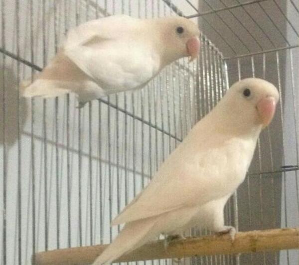 عکس طوطی برزیلی آبی سفید