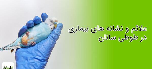 عکس طوطی برزیلی آبی سفید
