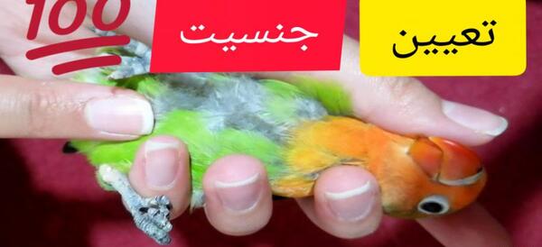 عکس طوطی برزیلی نر زرد