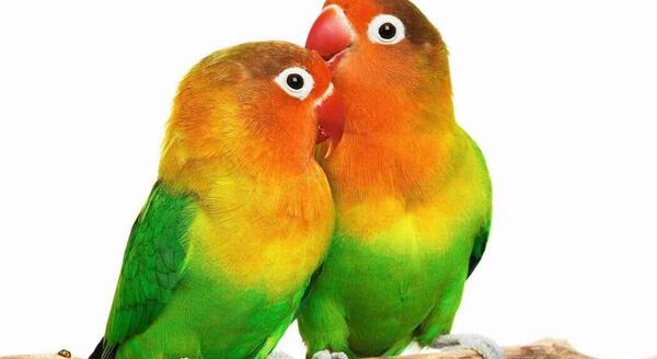 عکس طوطی برزیلی نر و ماده زرد