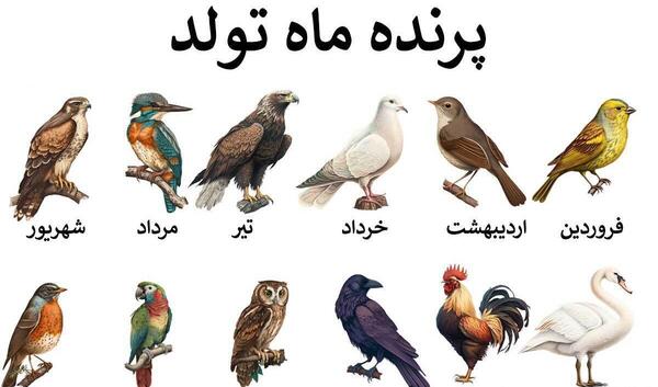 عکس طوطی ماهی ایرانی