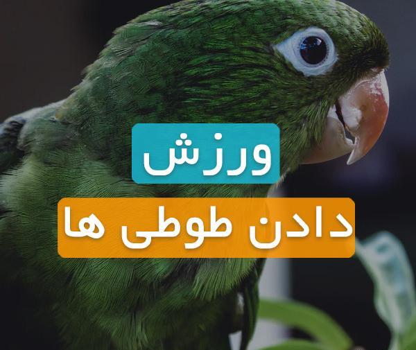 عکس اسباب بازی طوطی برزیلی