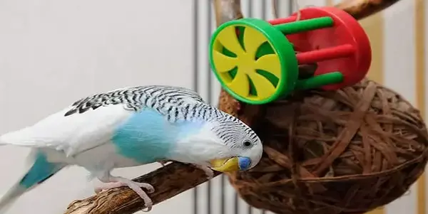 عکس اسباب بازی طوطی ها
