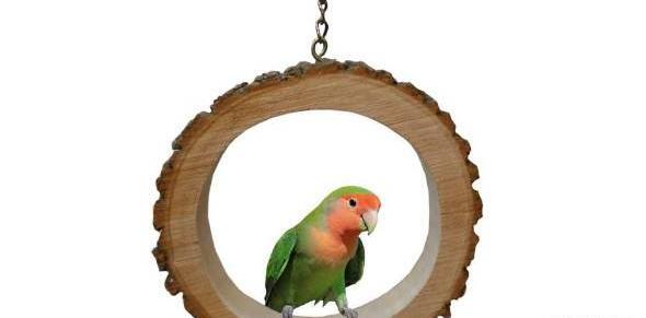 عکس اسباب بازی طوطی ها