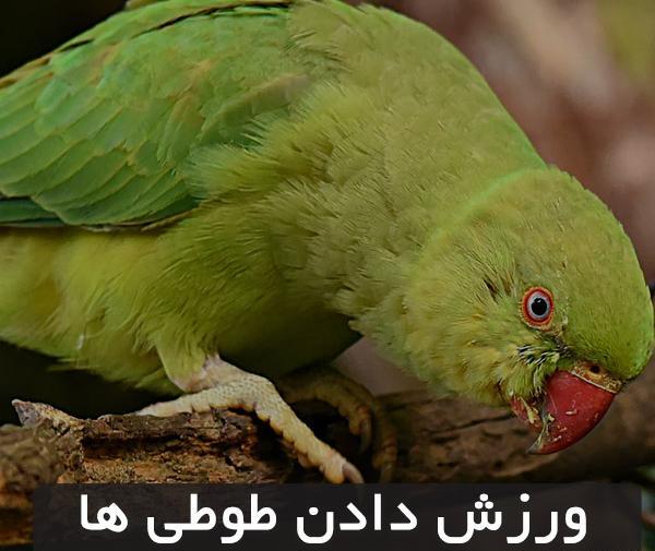 عکس اسباب بازی طوطی ها