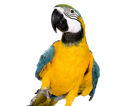 عکس های طوطی آرا