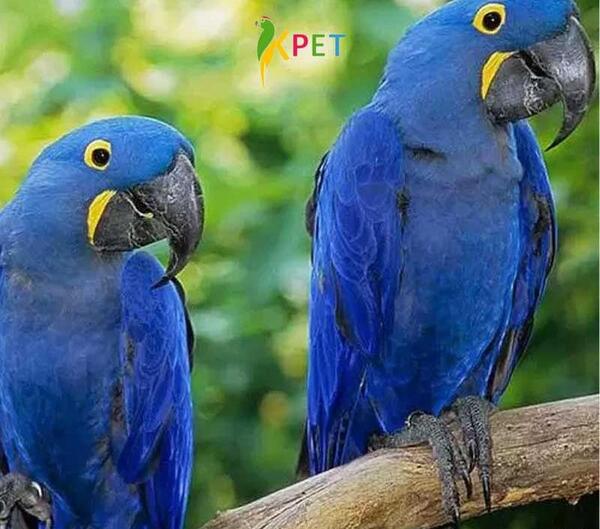 عکس های طوطی آرا