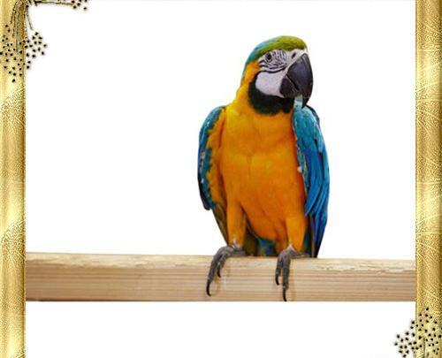 عکس های طوطی آرا