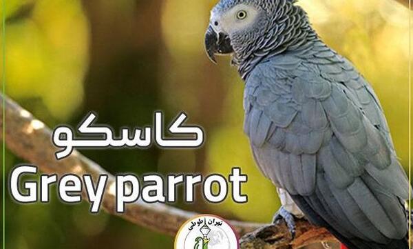 عکس های طوطی آرا