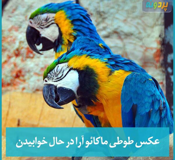 عکس های طوطی آرا