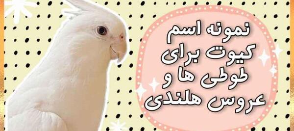 عکس طوطی عروس هلندی خوشگل