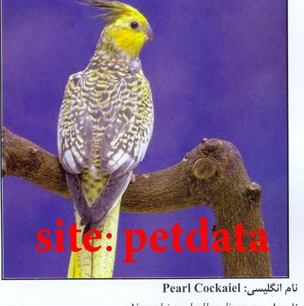 عکس طوطی عروس هلندی مرواریدی