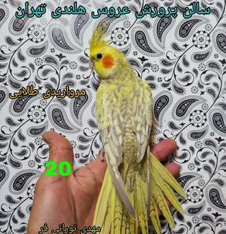 عکس طوطی عروس هلندی مرواریدی