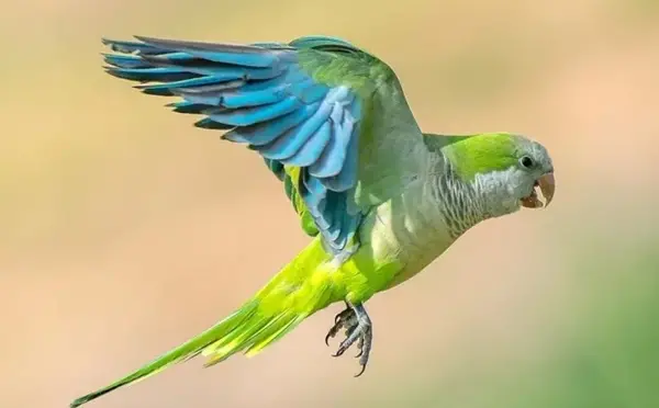 عکس طوطی خانگی سخنگو