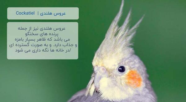 عکس طوطی خانگی سخنگو