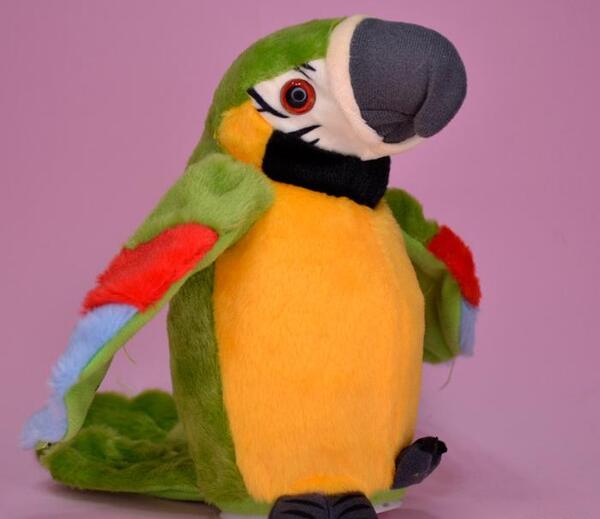 عکس طوطی خانگی سخنگو